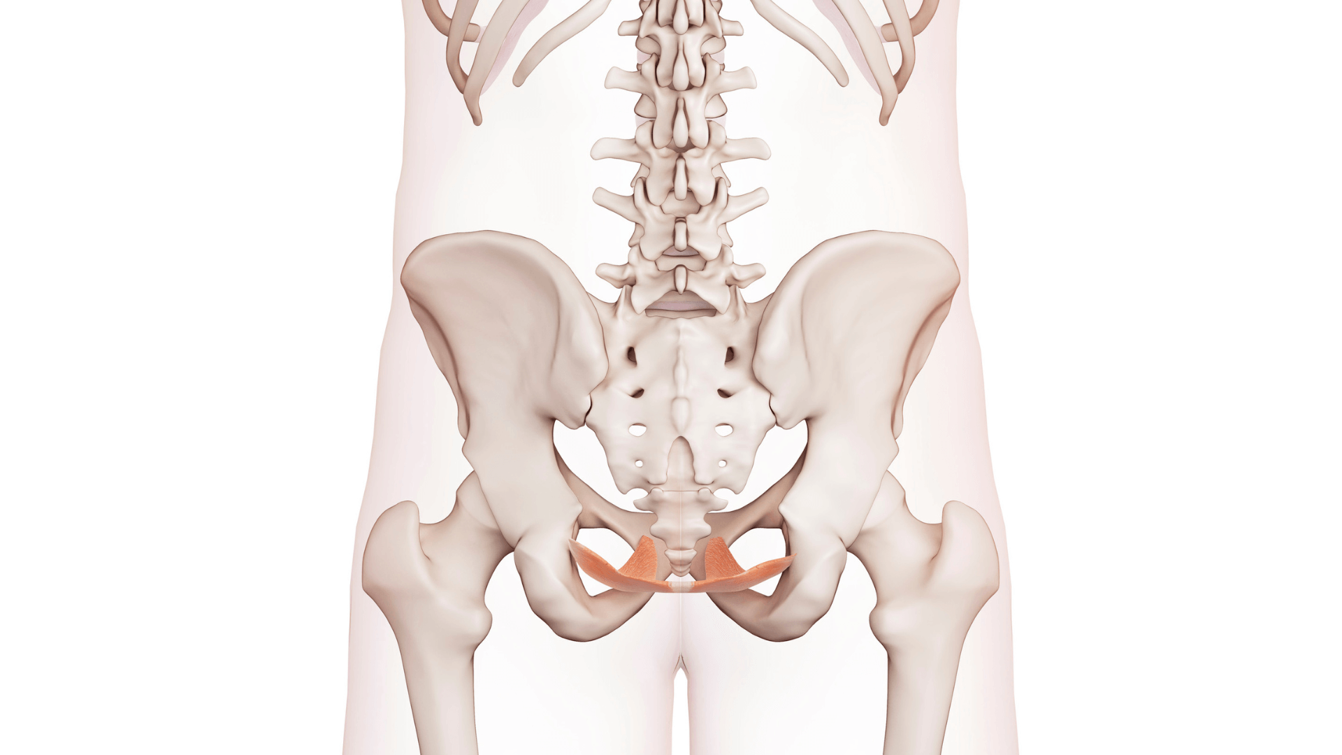 Pelvic Organ Prolapse Smart Body Pt